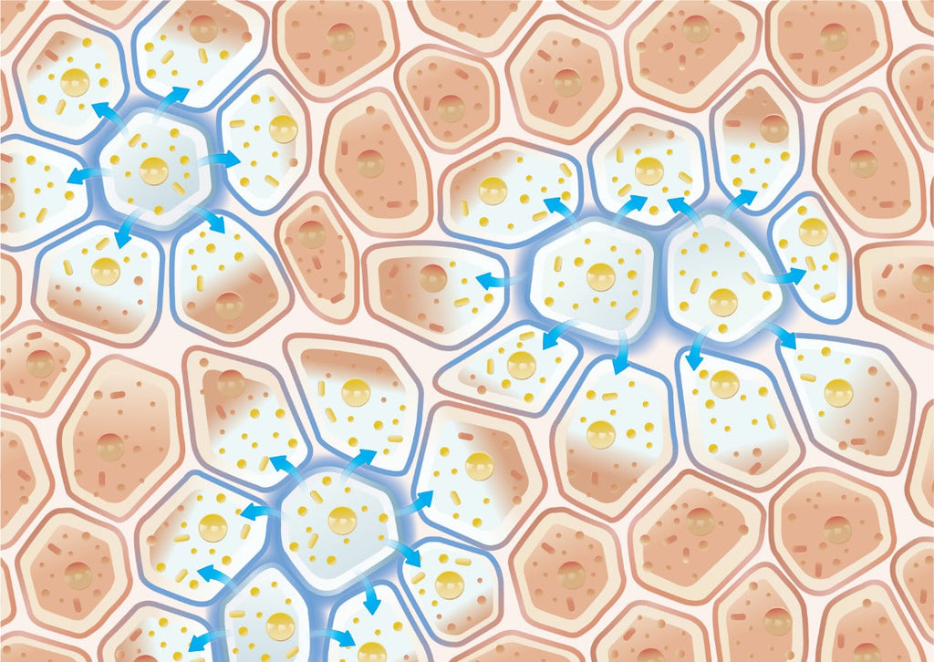 Haruhi Active Collagen+ Explained: Glowing Skin in 4 Weeks